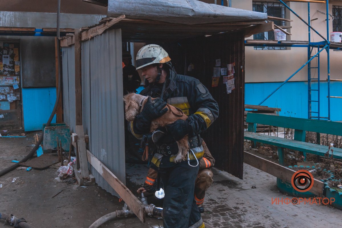 Из огня спасли несколько животных 