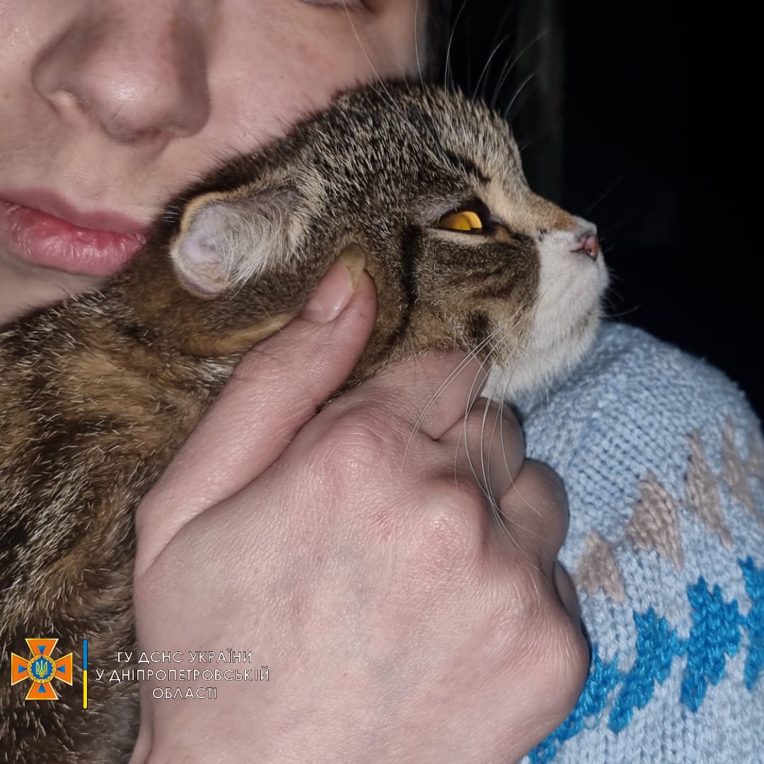 Животное вернулось в семью