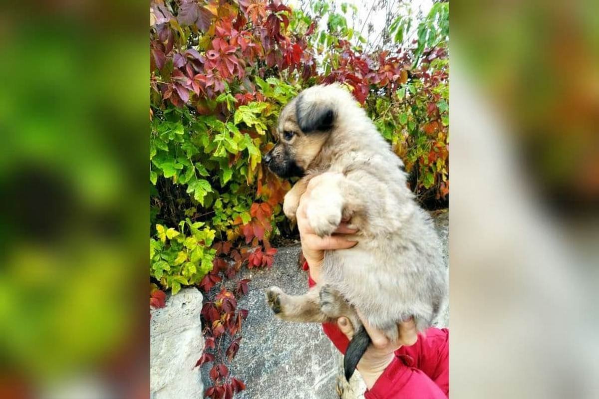 Венера Венера