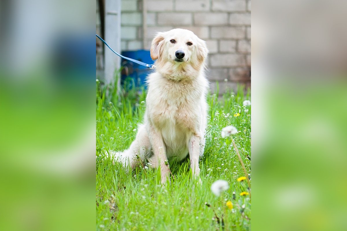 Пальма Пальма