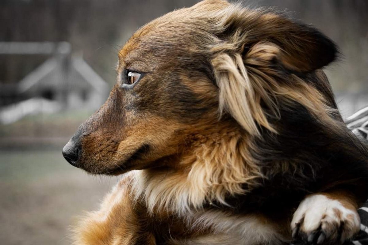 Ванда Ванда