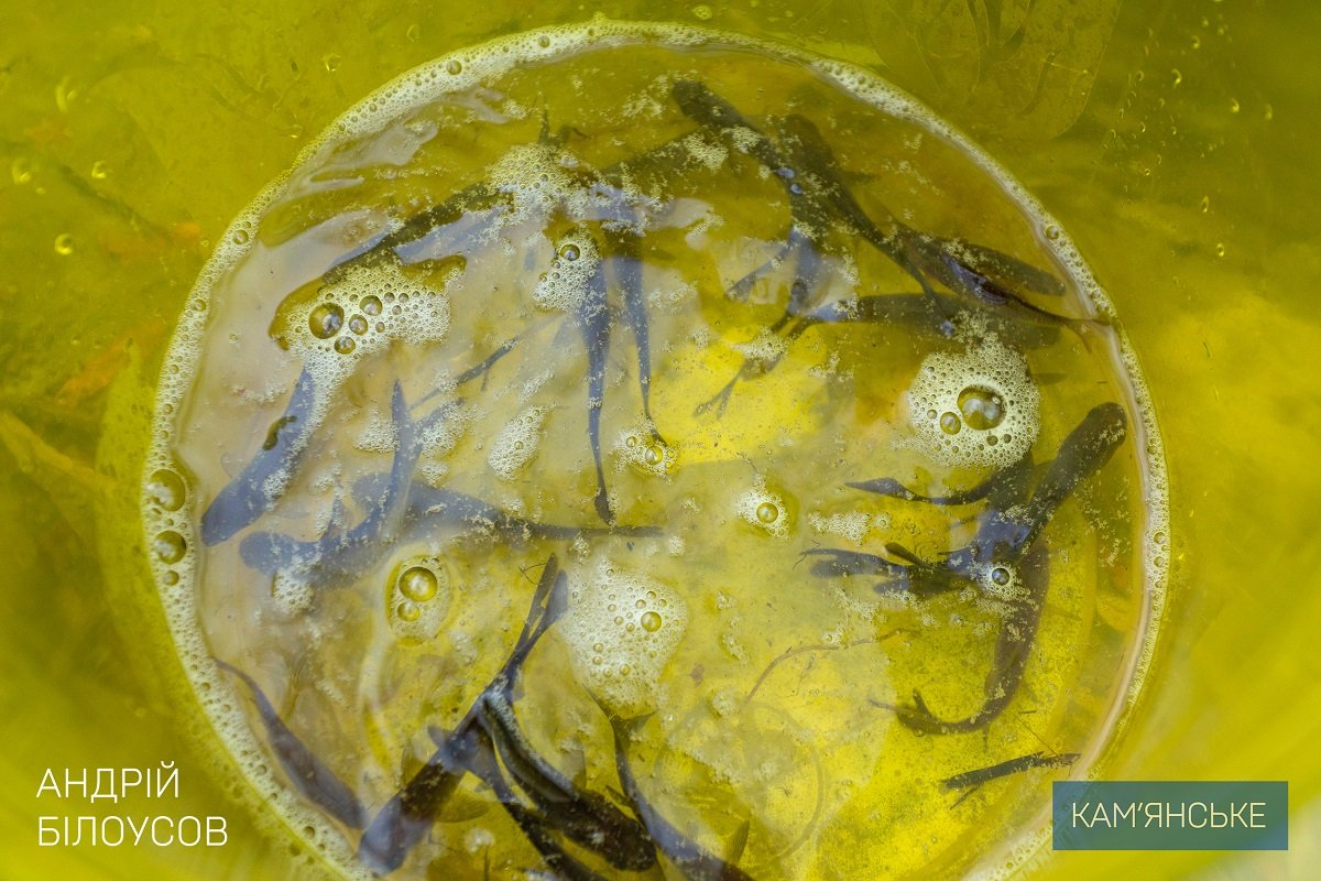 В Каменском провели очередное зарыбление левобережного канала 4