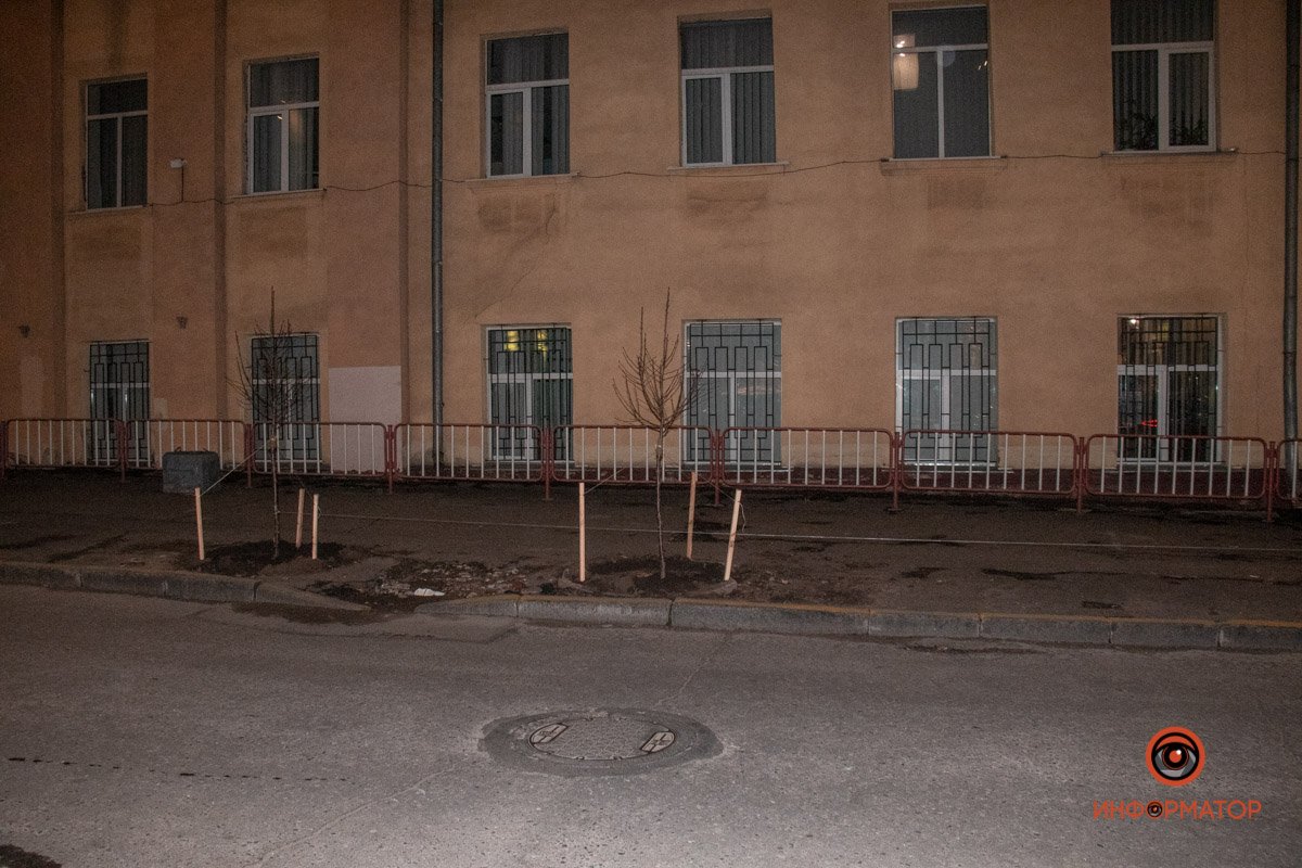 Саженцы высадили на месте старых, выкорчеванных деревьев Саженцы высадили на месте старых, выкорчеванных деревьев