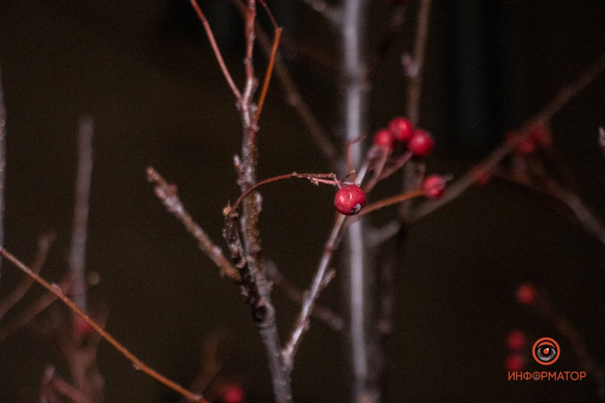 Плоды Плоды