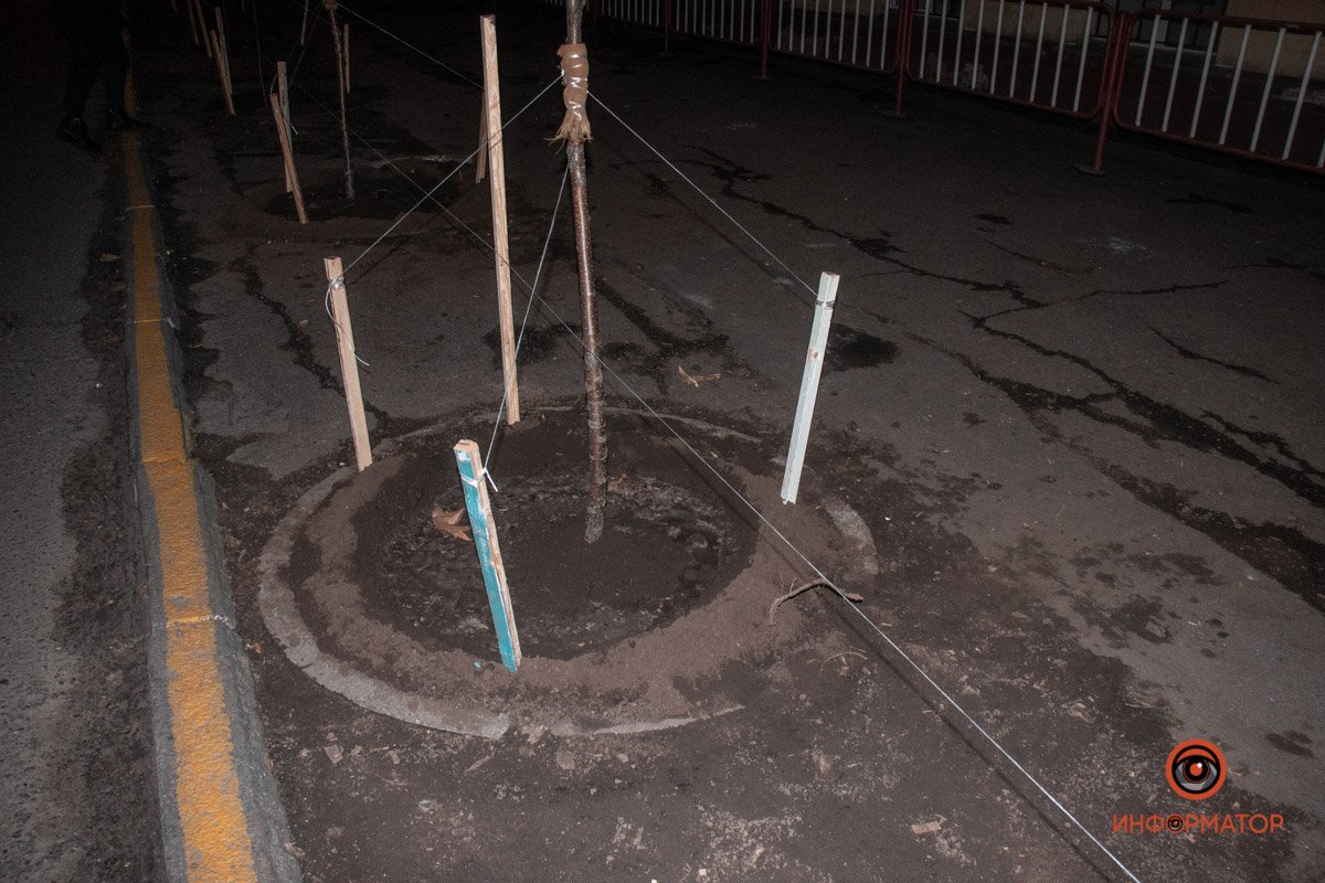 Старые деревья отжили свое Старые деревья отжили свое