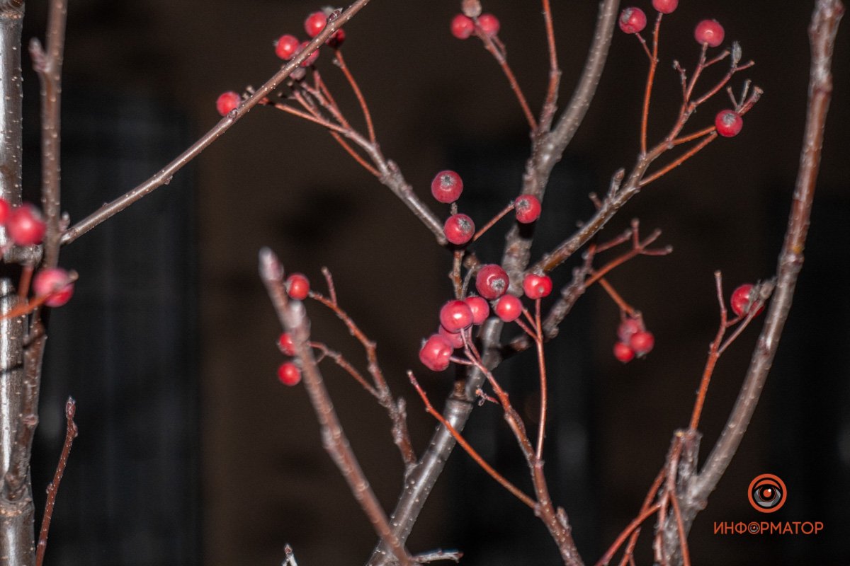 Скандинавская рябина Скандинавская рябина