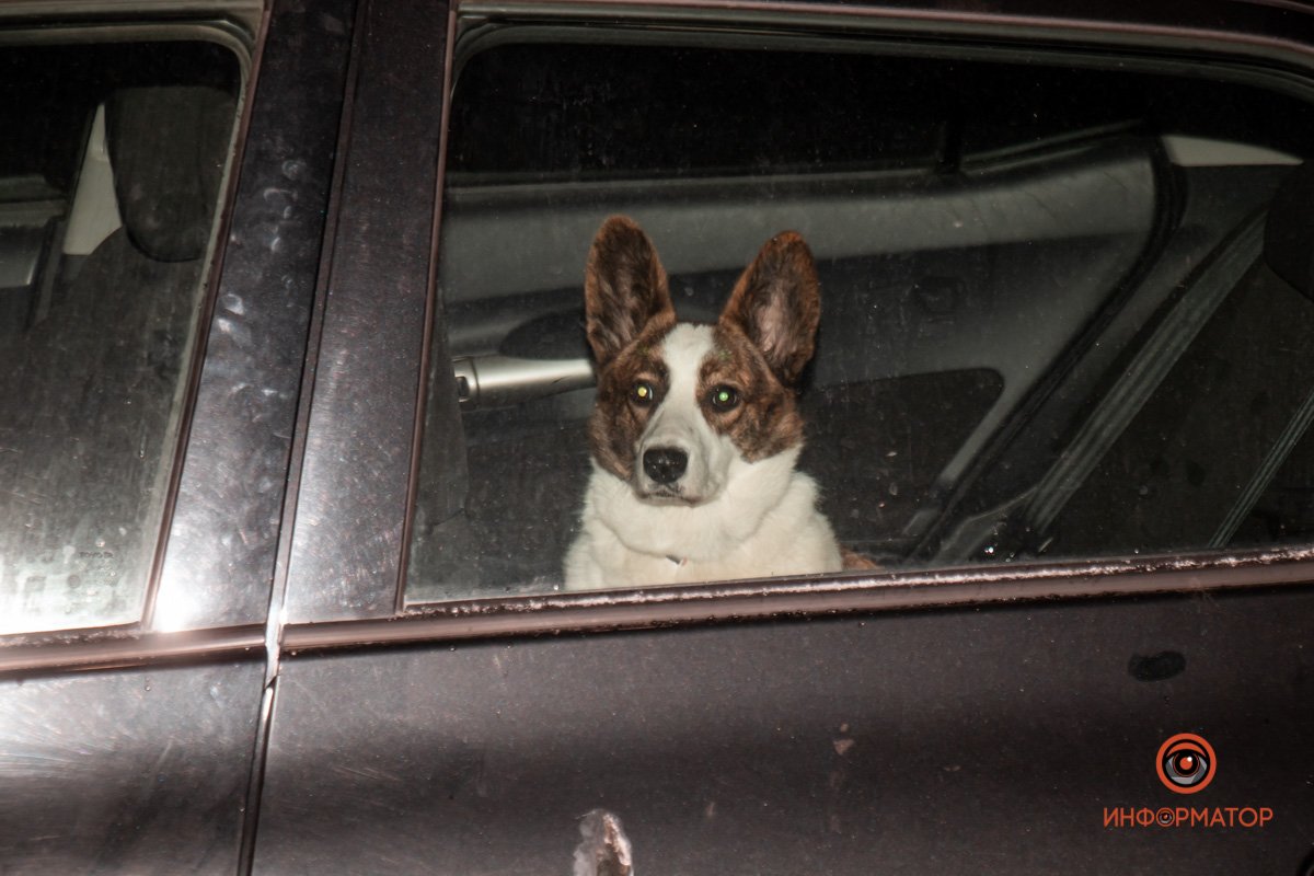 Четвероногий пассажир очень напуган