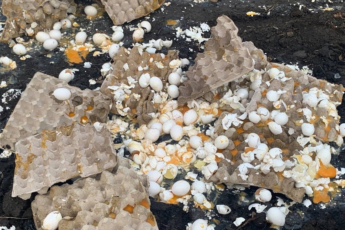 На дорогу высыпались яйца