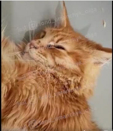 Перелом, истощение и обезвоживание: каким животным в Днепре требуется помощь 2