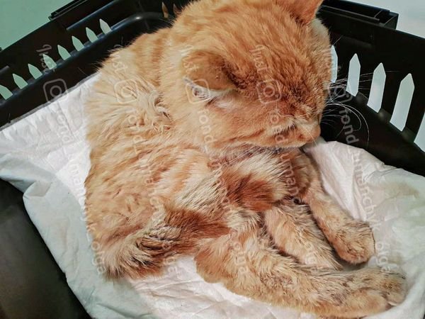 Перелом, истощение и обезвоживание: каким животным в Днепре требуется помощь 3