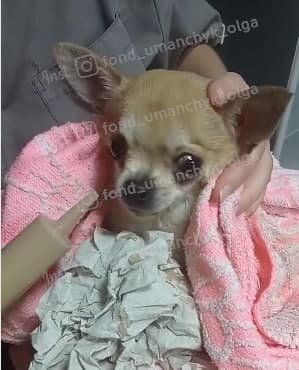 Перелом, истощение и обезвоживание: каким животным в Днепре требуется помощь 4