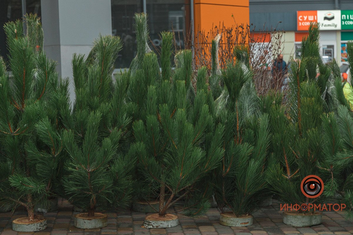 Зеленые красавицы Зеленые красавицы