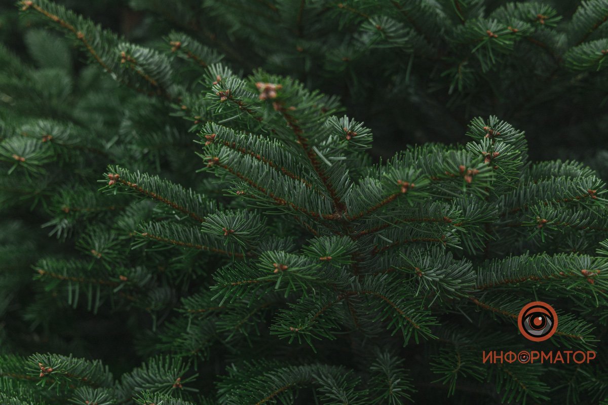 Голубые ели Голубые ели