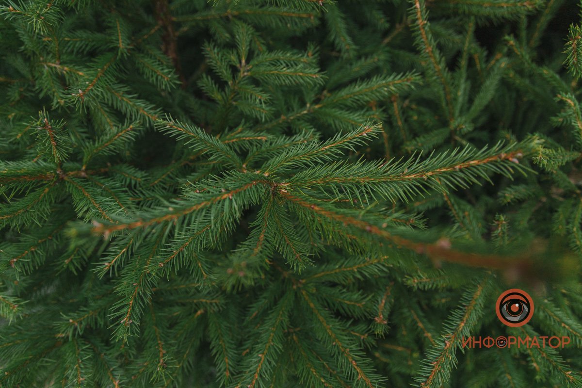 Стоимость от 300 до 1 000 гривен Стоимость от 300 до 1 000 гривен