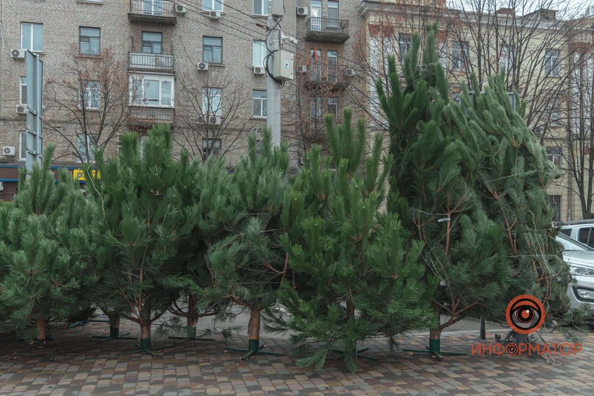 Лес посреди города Лес посреди города