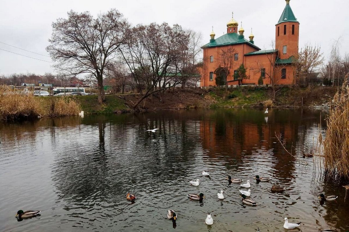 Мандаринок заметили в озере возле Свято-Николаевского храма
