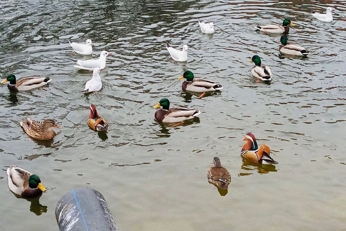 В Китае их издавна считают очень верными друг другу