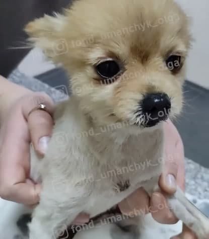 Язвы, слепота и гнойные раны: каким животным в Днепре нужна помощь 1