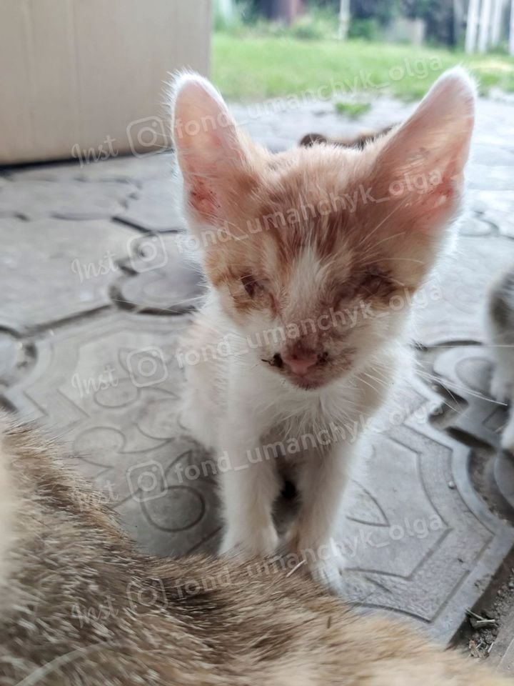 Язвы, слепота и гнойные раны: каким животным в Днепре нужна помощь 3