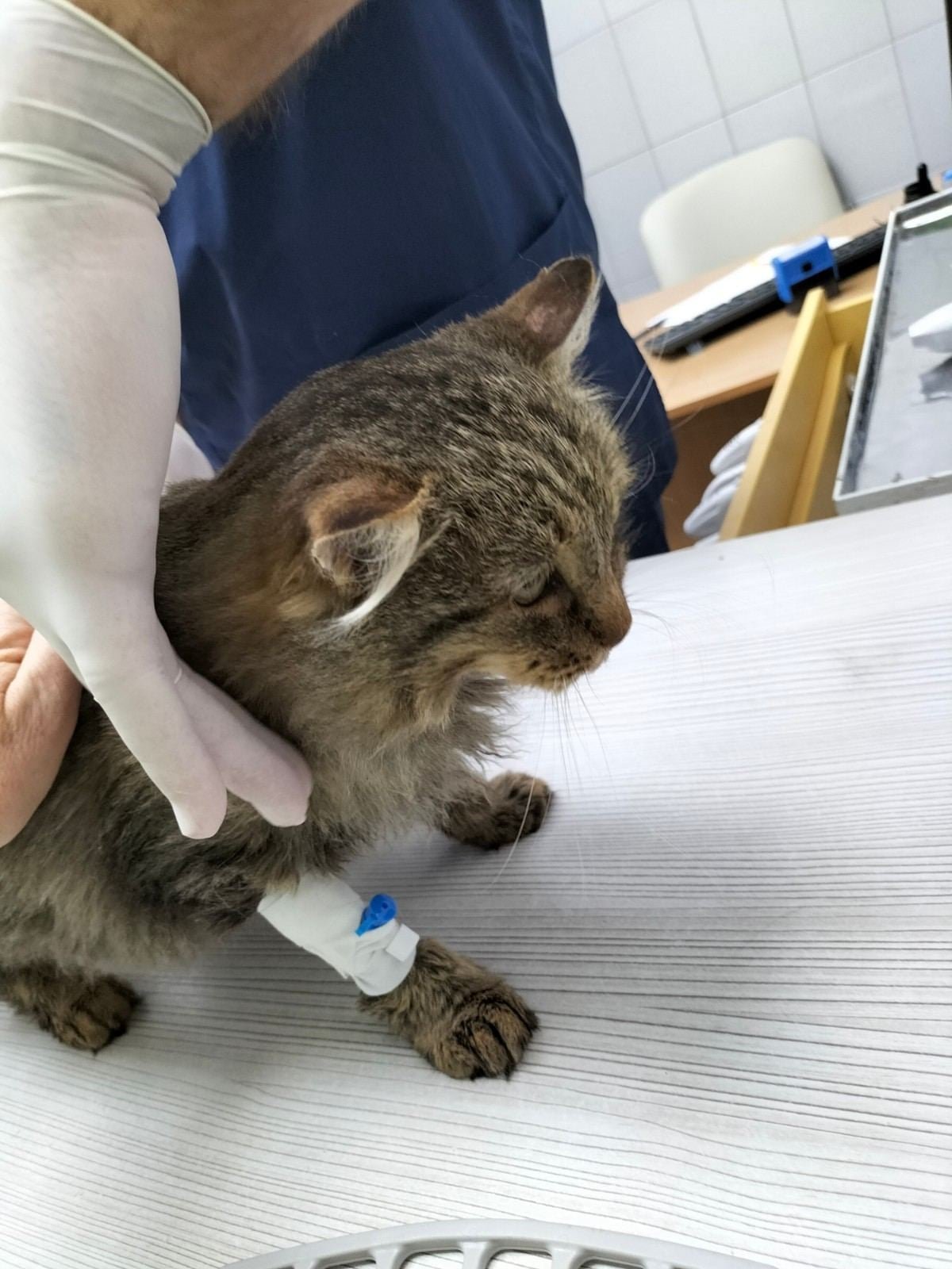 Язвы, слепота и гнойные раны: каким животным в Днепре нужна помощь 4
