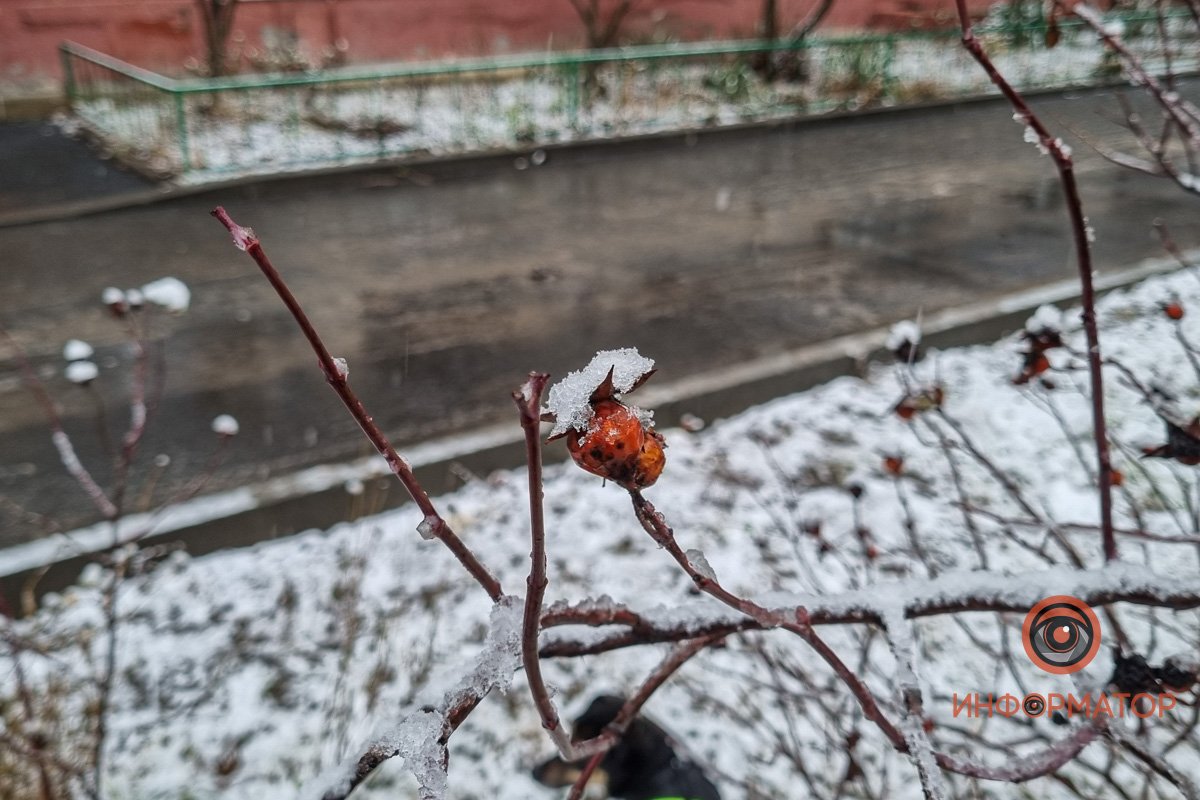 Зимний райский сад 