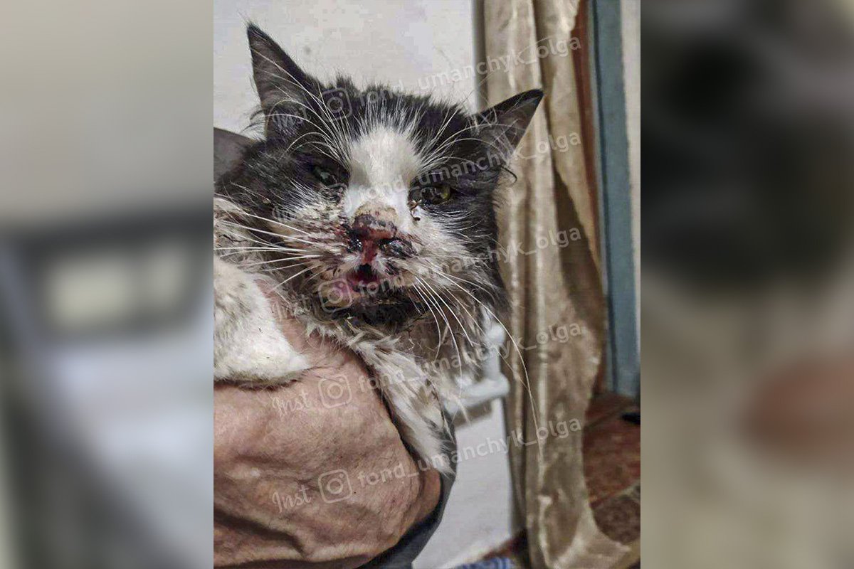 Котик Юджин нуждается в помощи