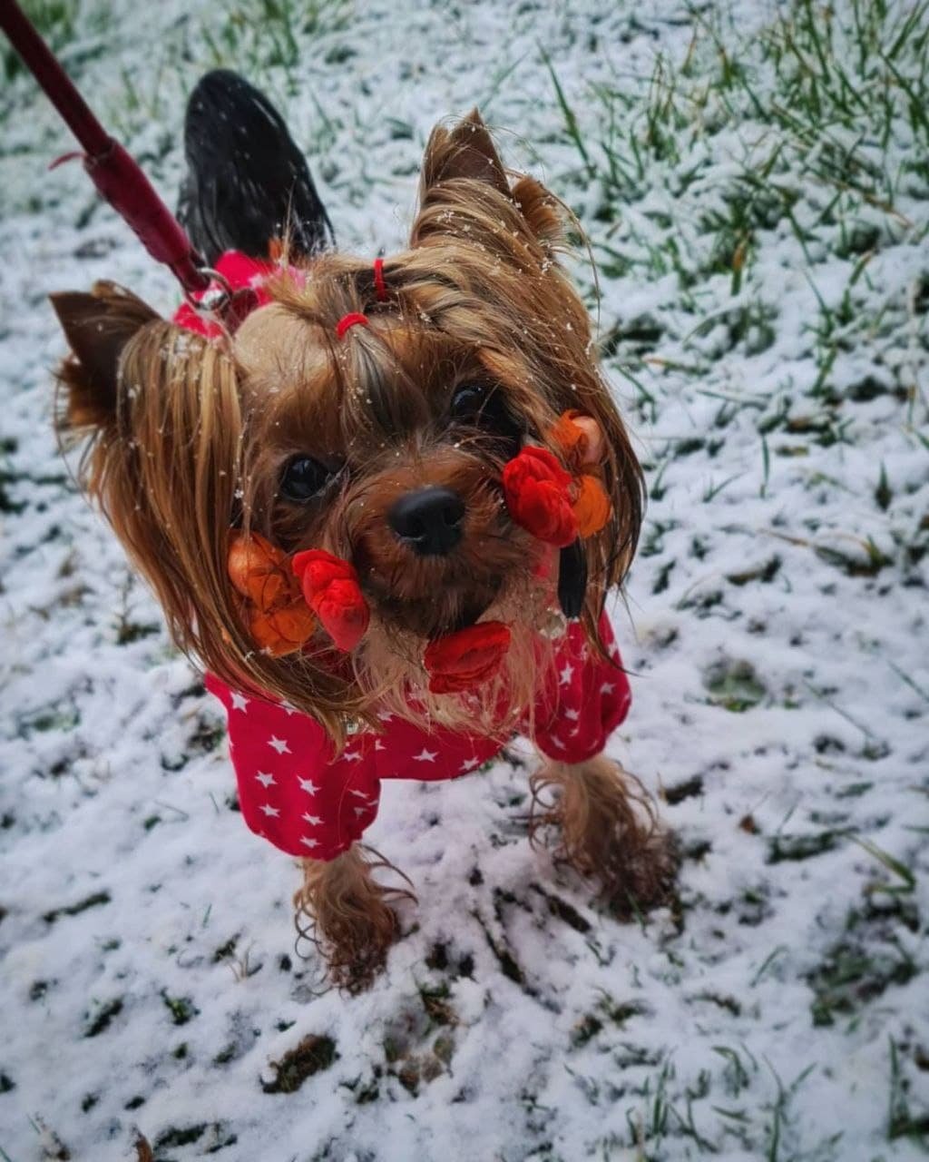 @yorkshireterrierkennel_ukraine @yorkshireterrierkennel_ukraine
