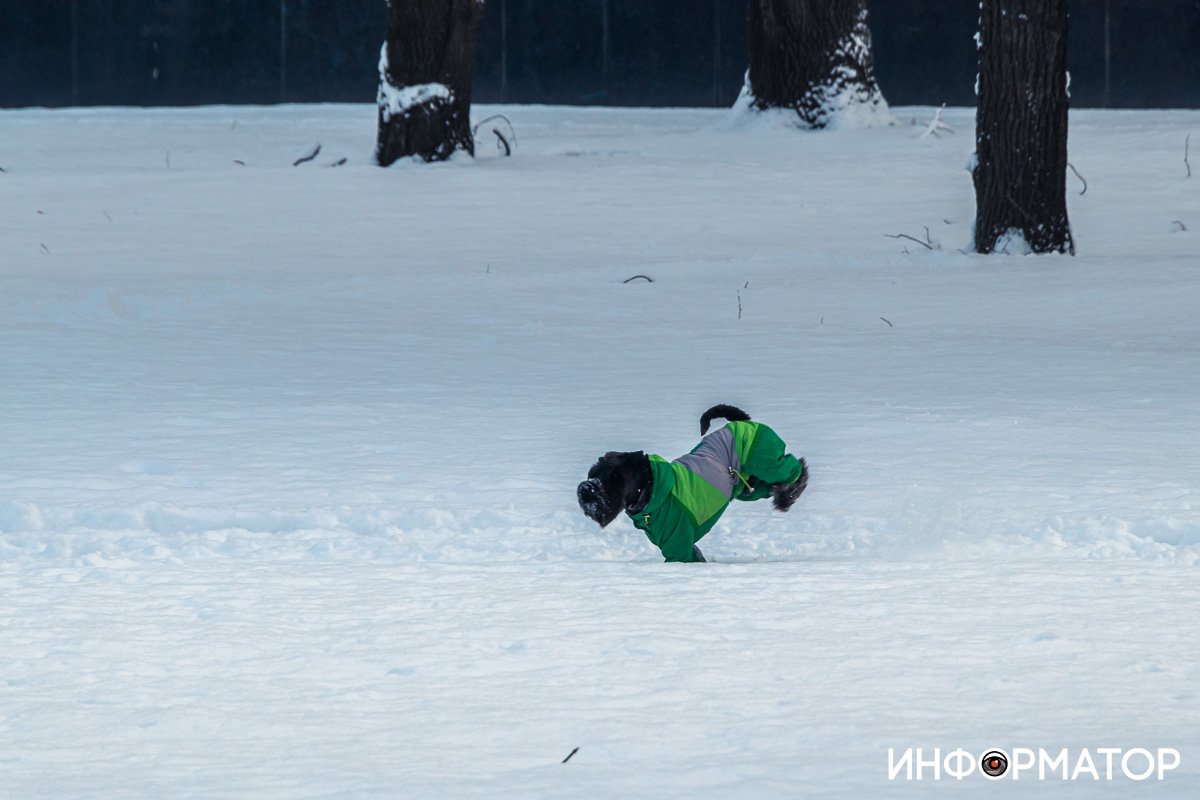 Собакам тоже весело