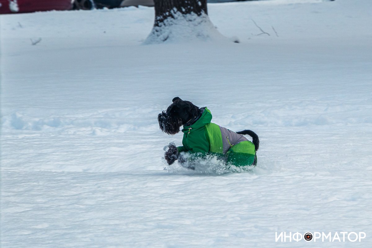 И снова дружок