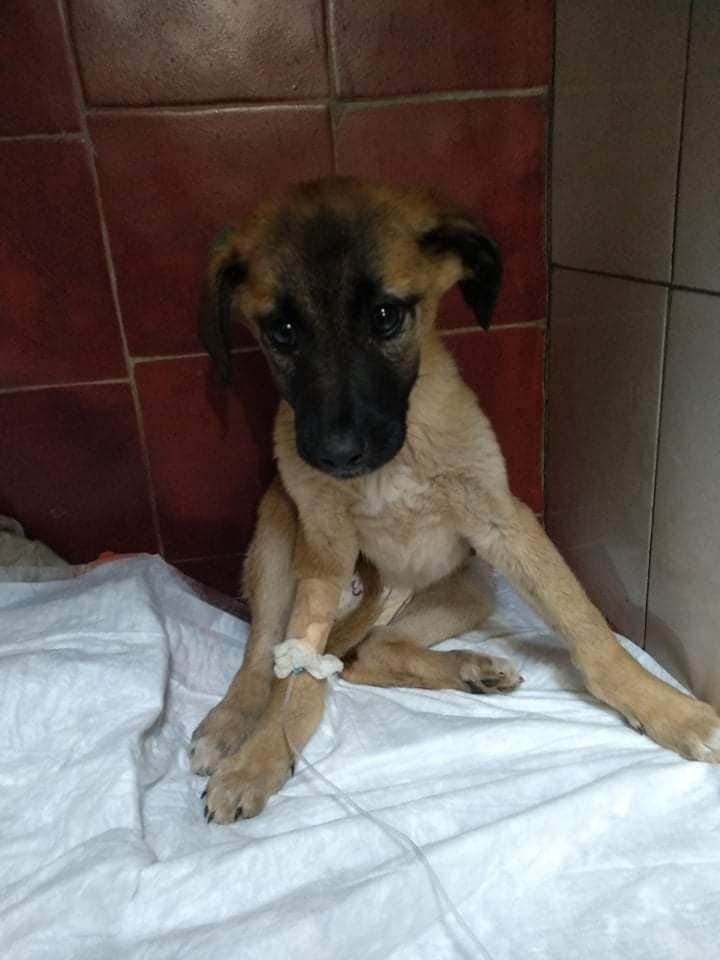 Сделайте добро перед Новым годом: каким животным Днепра нужна помощь 1