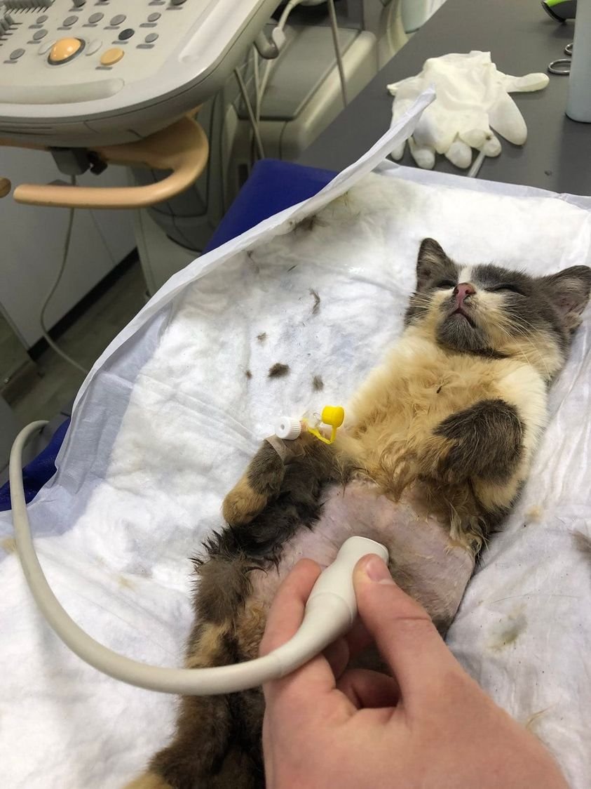 Сделайте добро перед Новым годом: каким животным Днепра нужна помощь 2