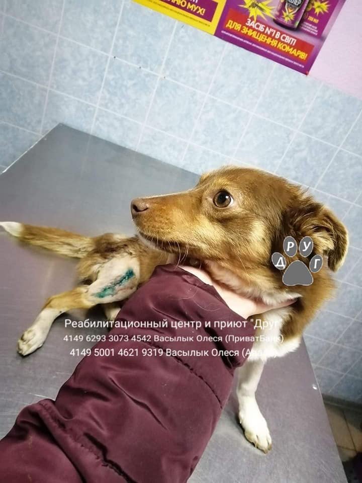 Сделайте добро перед Новым годом: каким животным Днепра нужна помощь 3