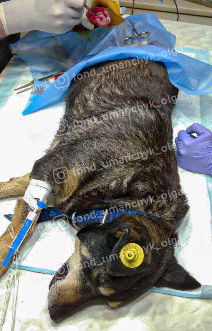 Сделайте добро перед Новым годом: каким животным Днепра нужна помощь 4