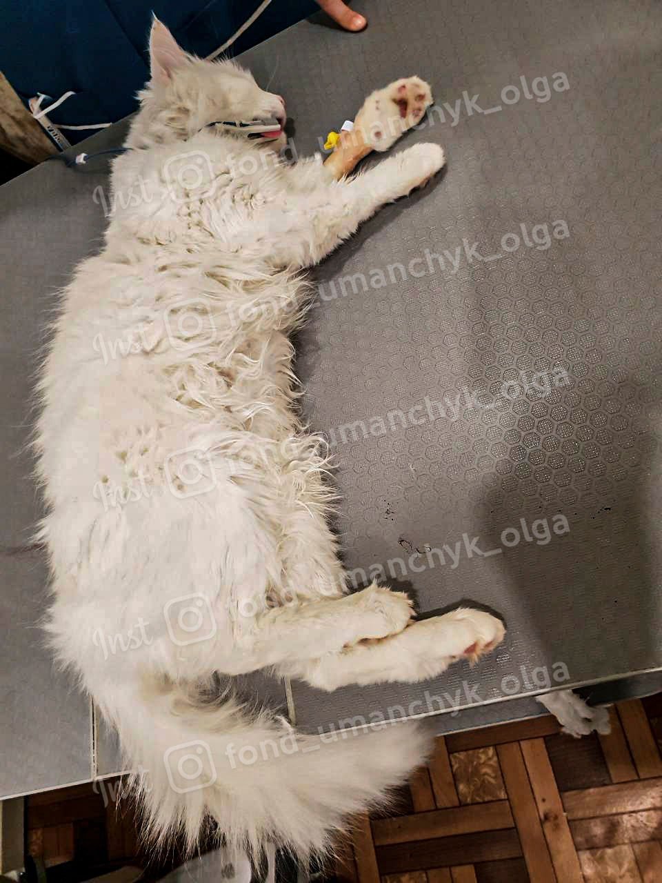 Сделайте добро перед Новым годом: каким животным Днепра нужна помощь 5