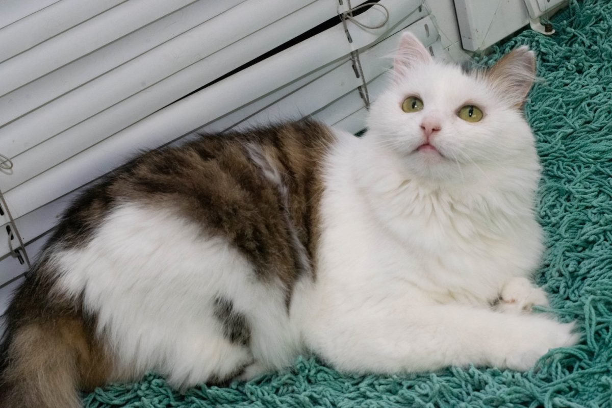 Животные ищут дом: где в Днепре найти себе кота или собаку 1