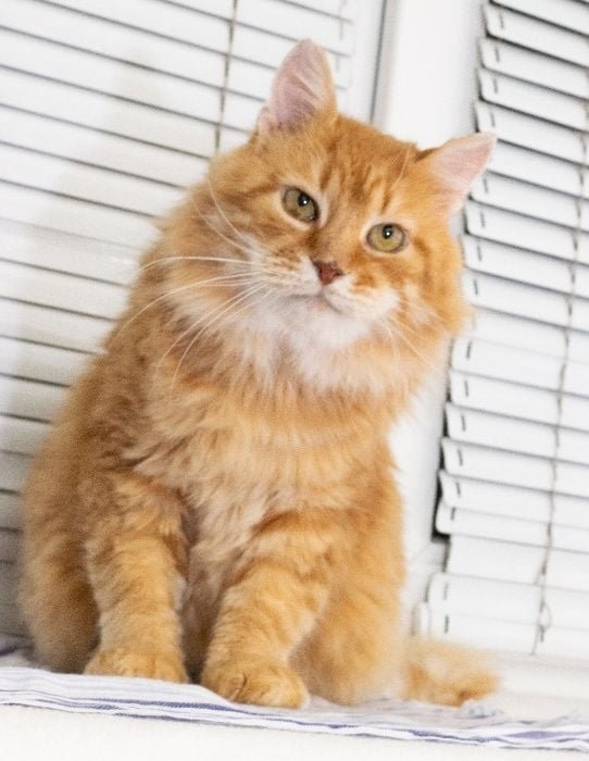 Животные ищут дом: где в Днепре найти себе кота или собаку 2