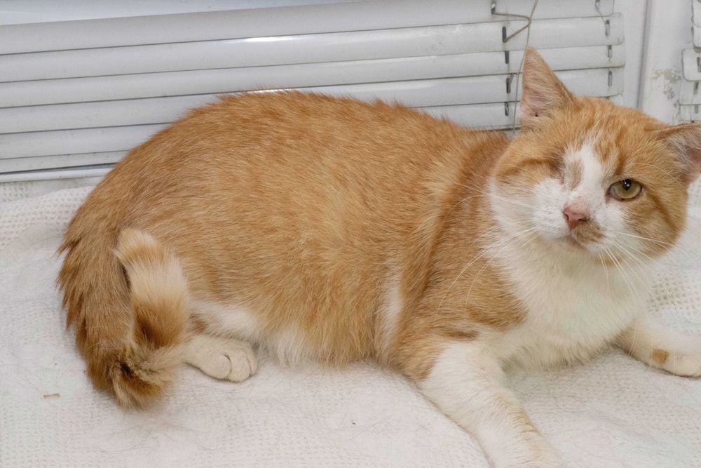 Животные ищут дом: где в Днепре найти себе кота или собаку 3