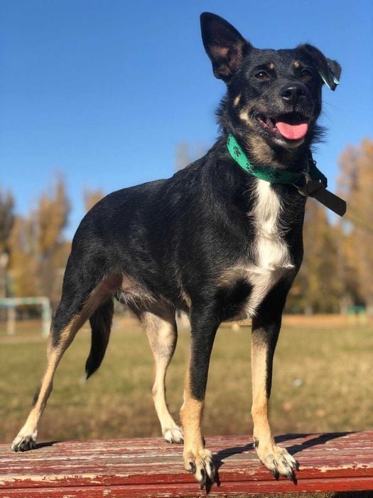 Животные ищут дом: где в Днепре найти себе кота или собаку 4