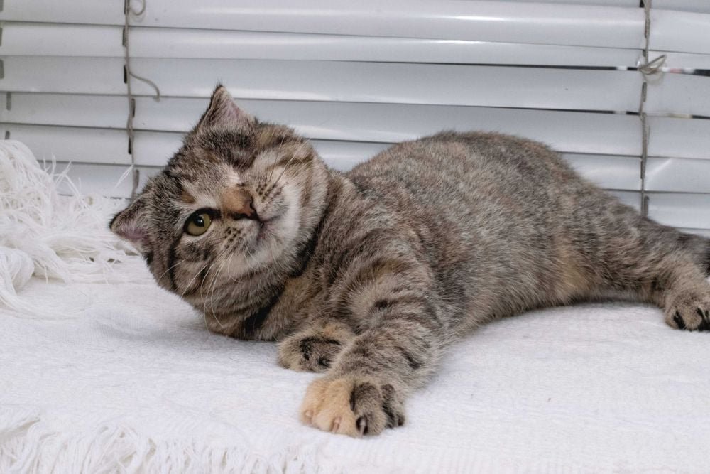 Животные ищут дом: где в Днепре найти себе кота или собаку 5