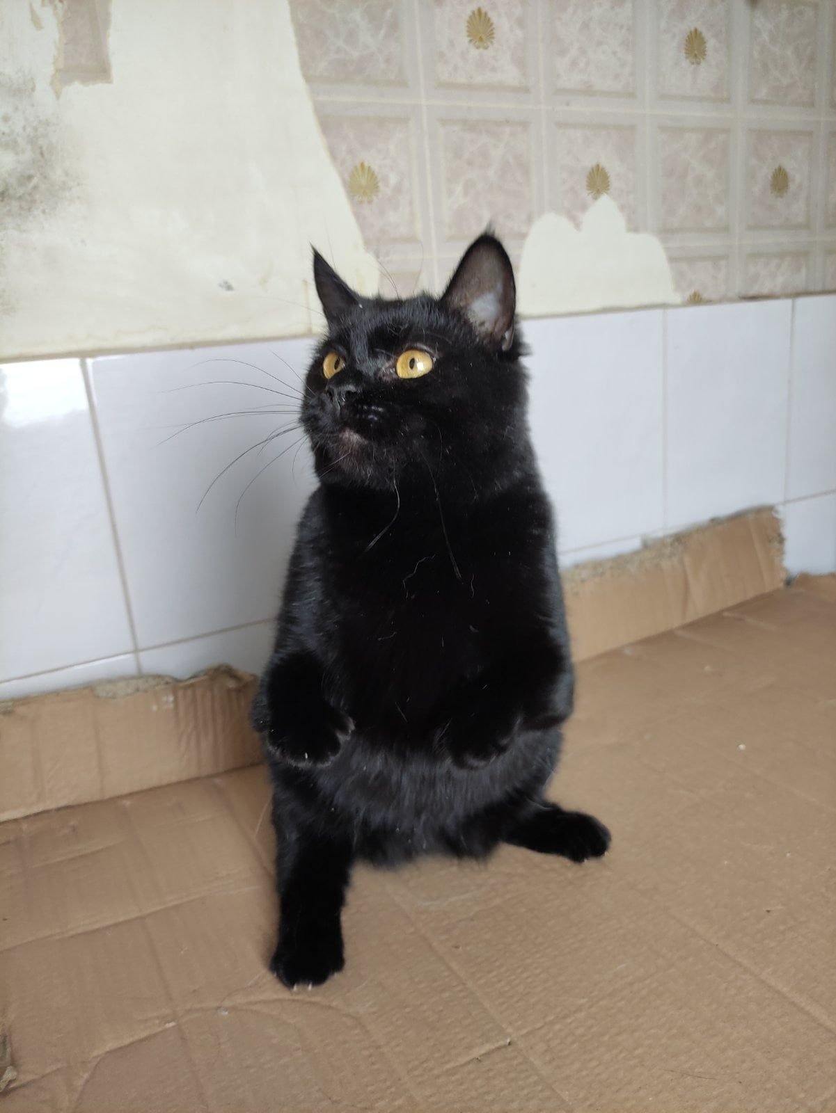 Животные ищут дом: где в Днепре найти себе кота или собаку 6