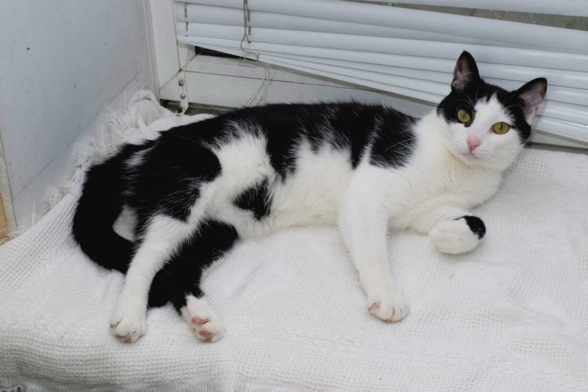 Животные ищут дом: где в Днепре найти себе кота или собаку 7