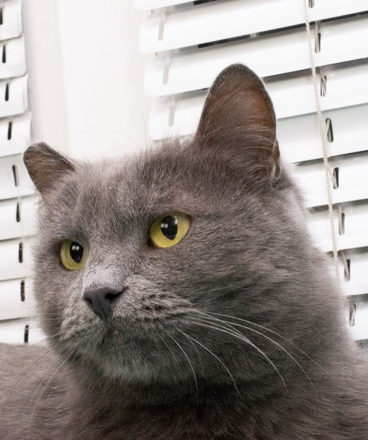 Животные ищут дом: где в Днепре найти себе кота или собаку 8