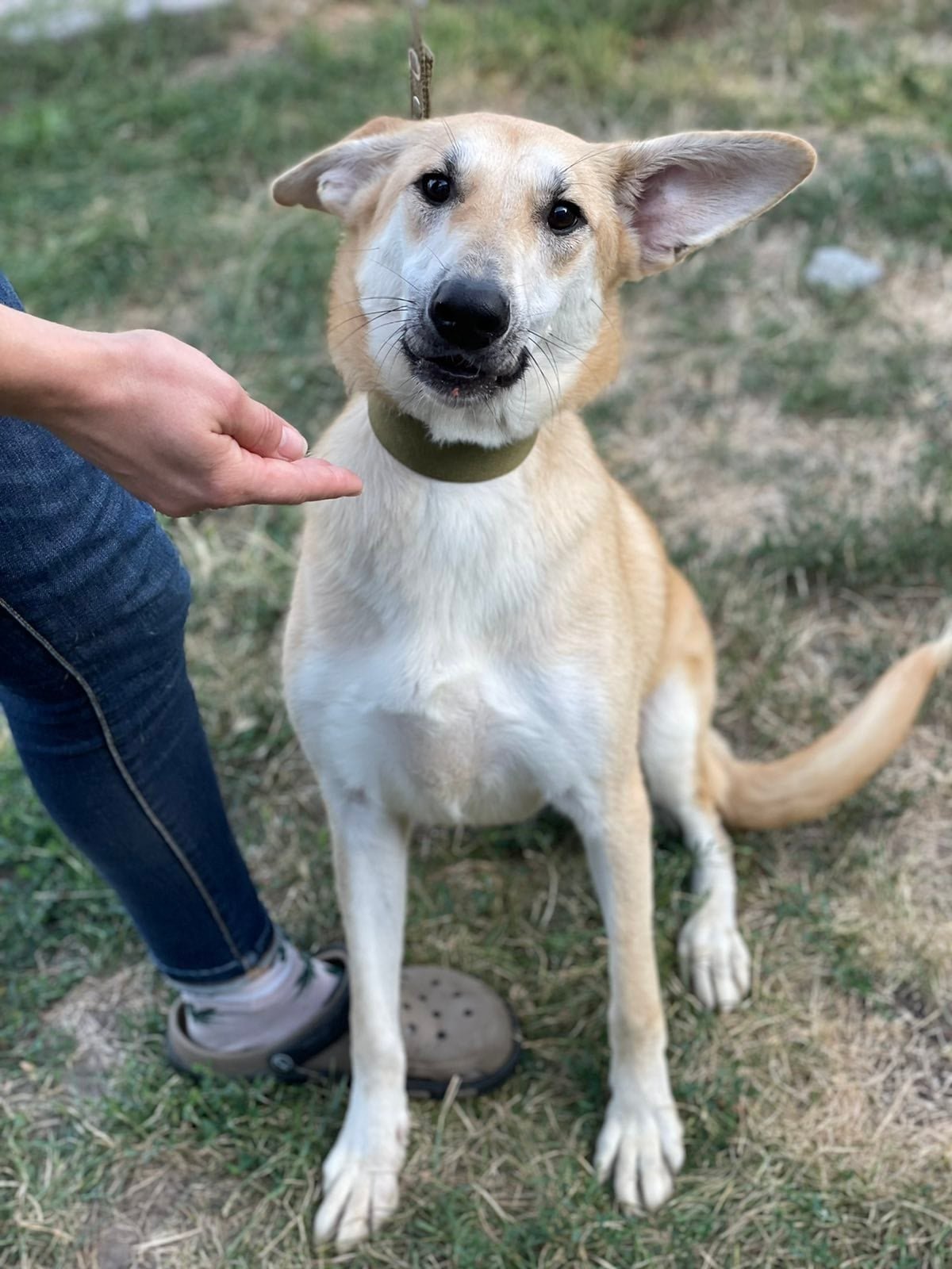 Животные ищут дом: где в Днепре найти себе кота или собаку 9