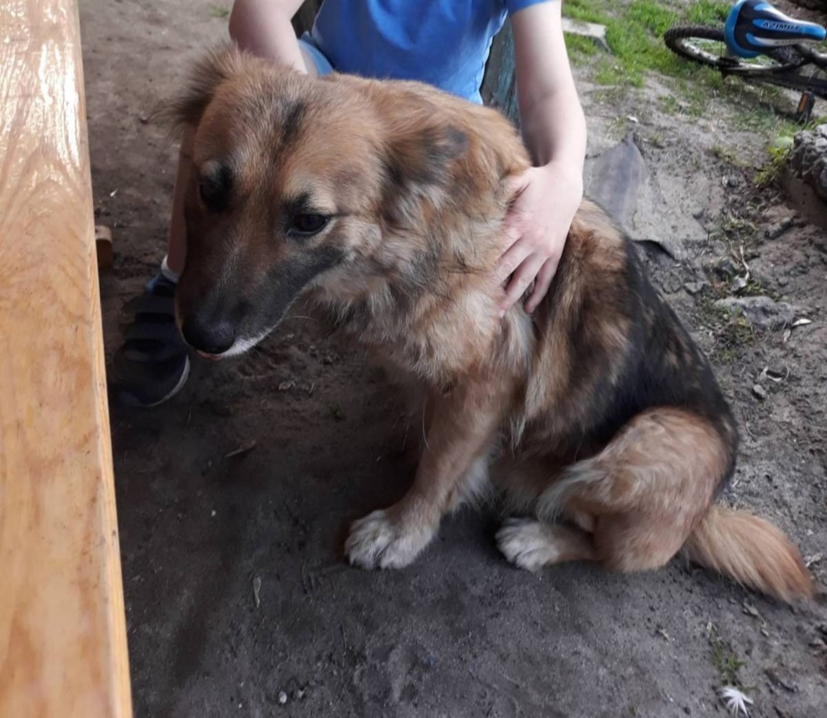 В Днепре пропало много животных: помогите найти 1