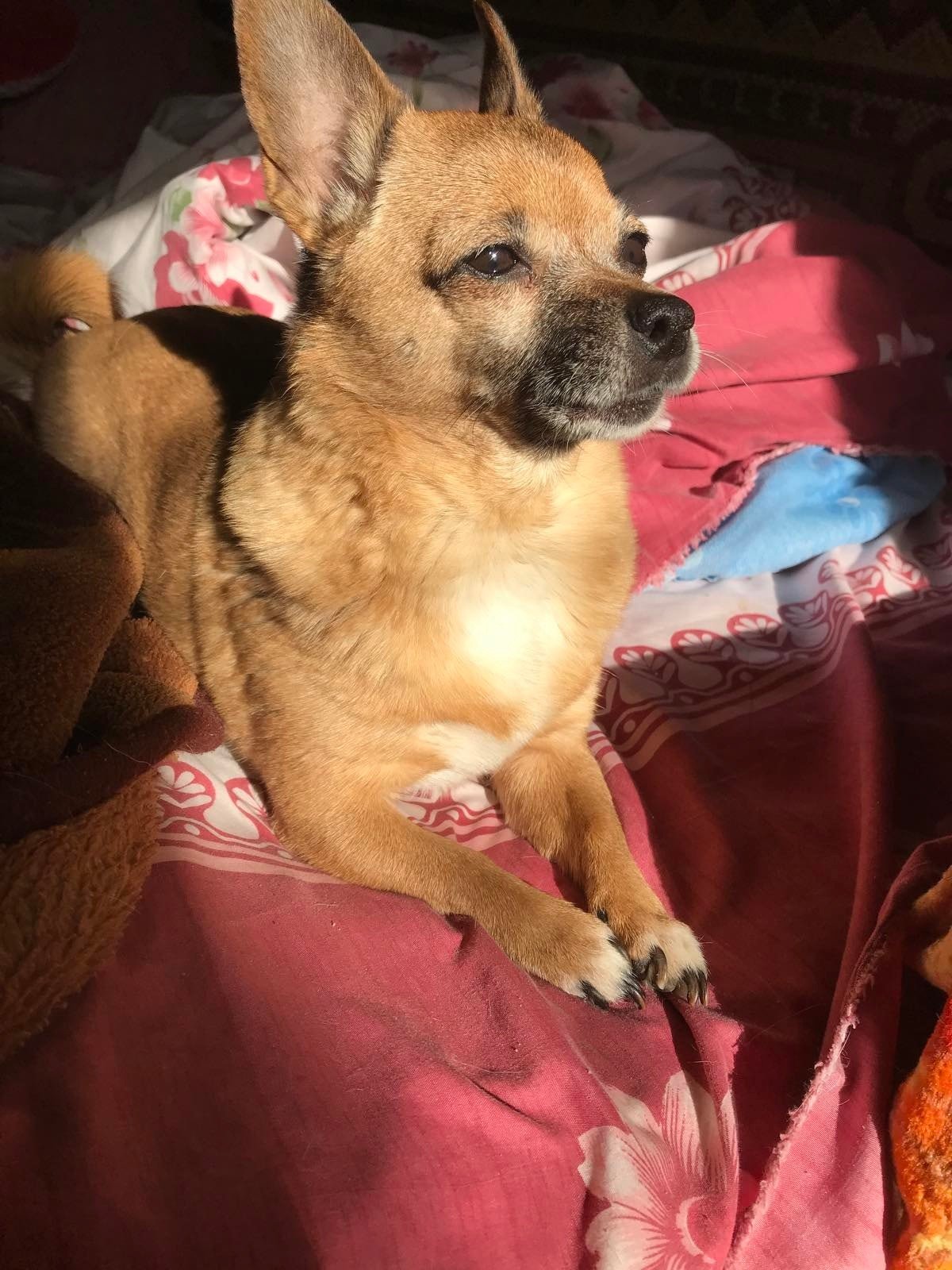 В Днепре пропало много животных: помогите найти 2