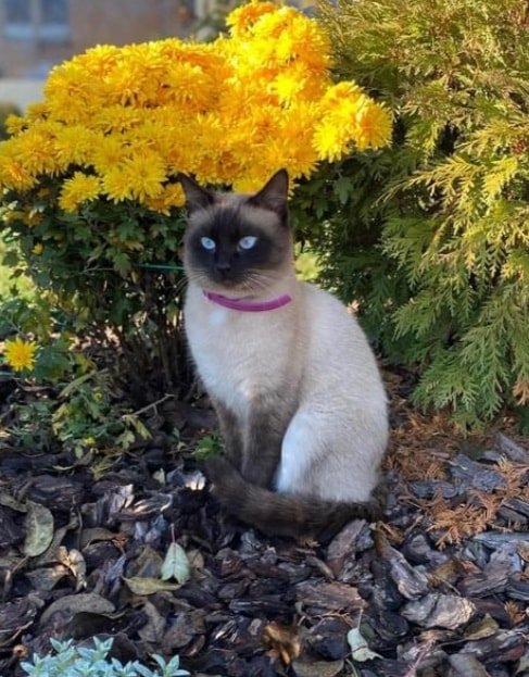 В Днепре пропало много животных: помогите найти 3