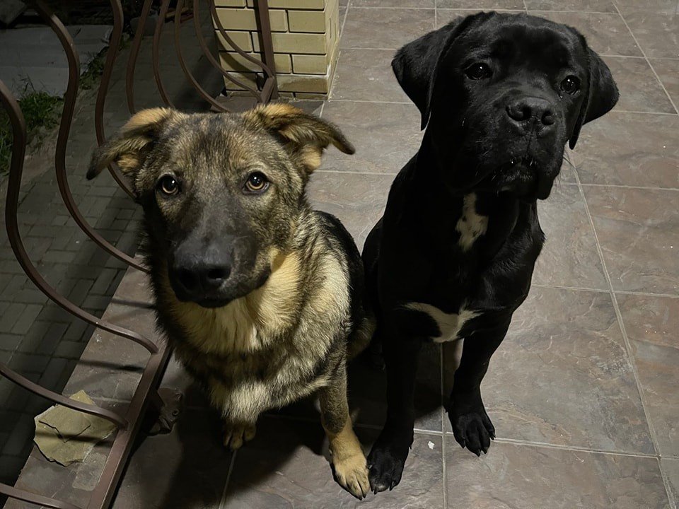 В Днепре пропало много животных: помогите найти 4