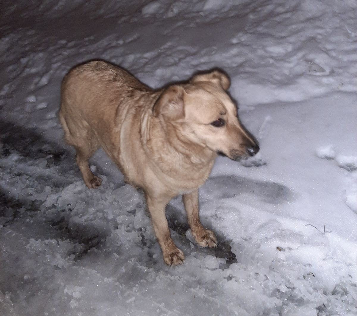 В Днепре пропало много животных: помогите найти 5