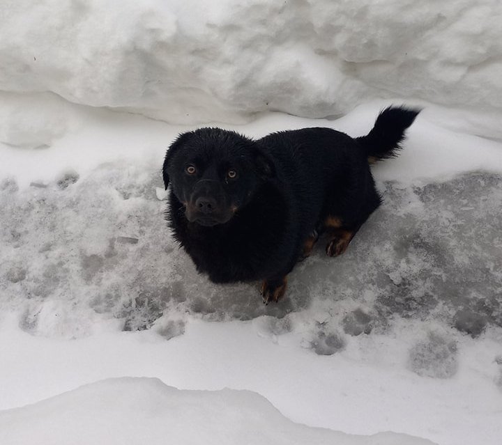 В Днепре пропало много животных: помогите найти 6