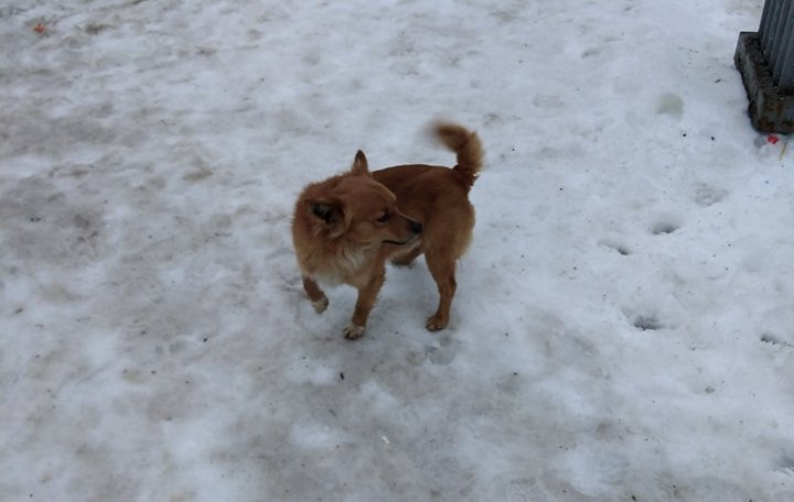 В Днепре пропало много животных: помогите найти 7